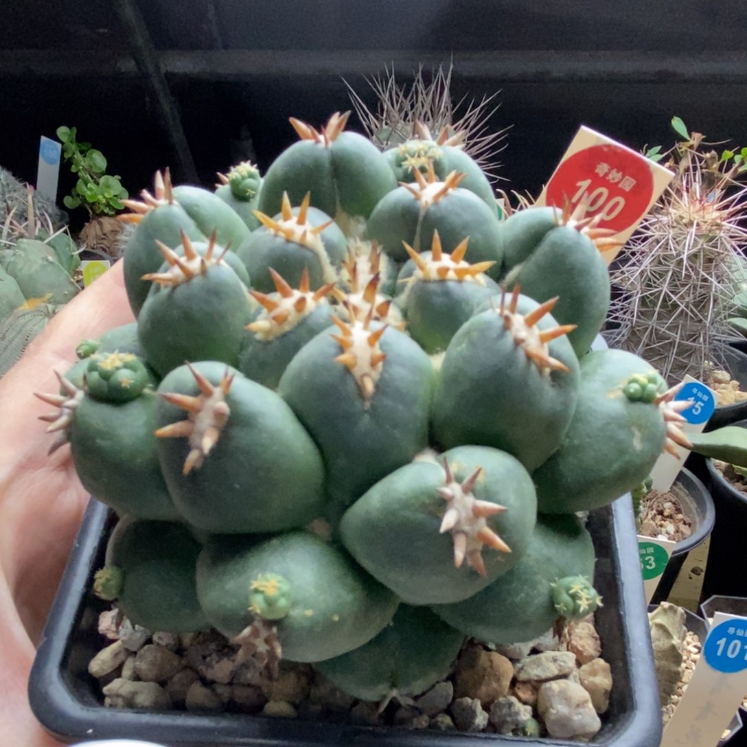 萝卜根短豪刺象牙獠牙10cm