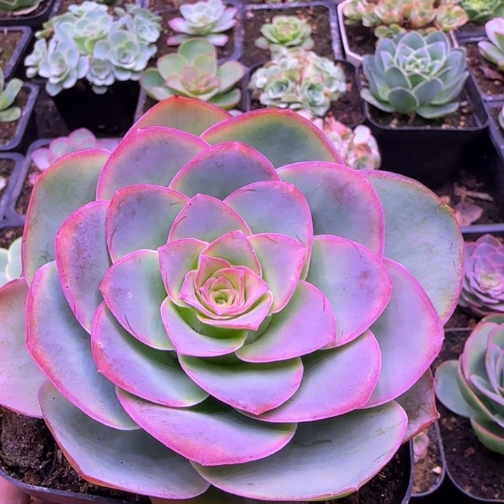 单头蕾丝老庄124343434653