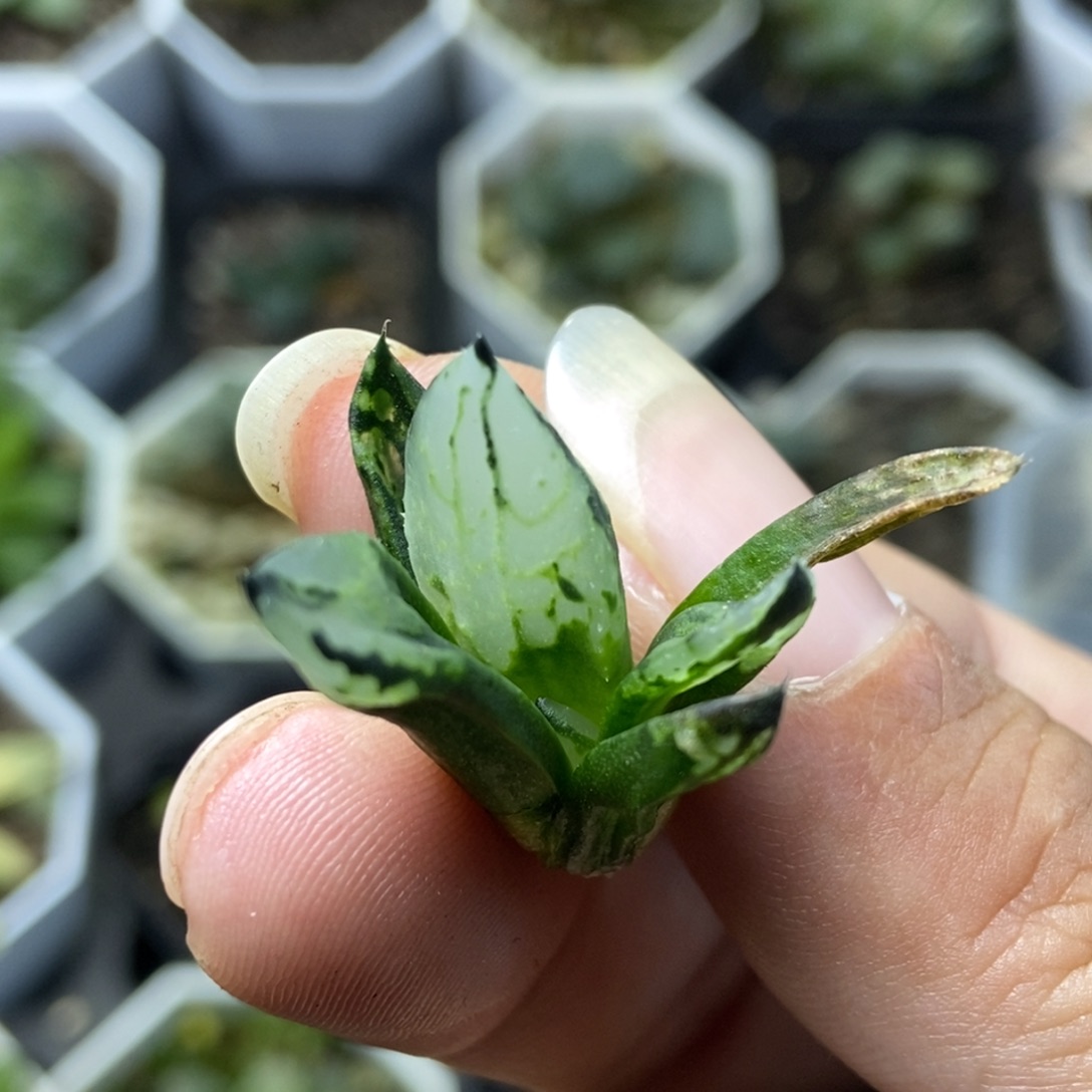 裹般若实生3号一物一拍