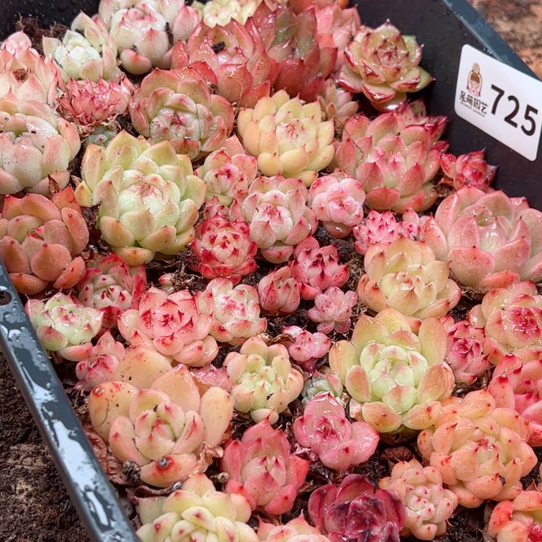 默**^多肉植物多肉植物