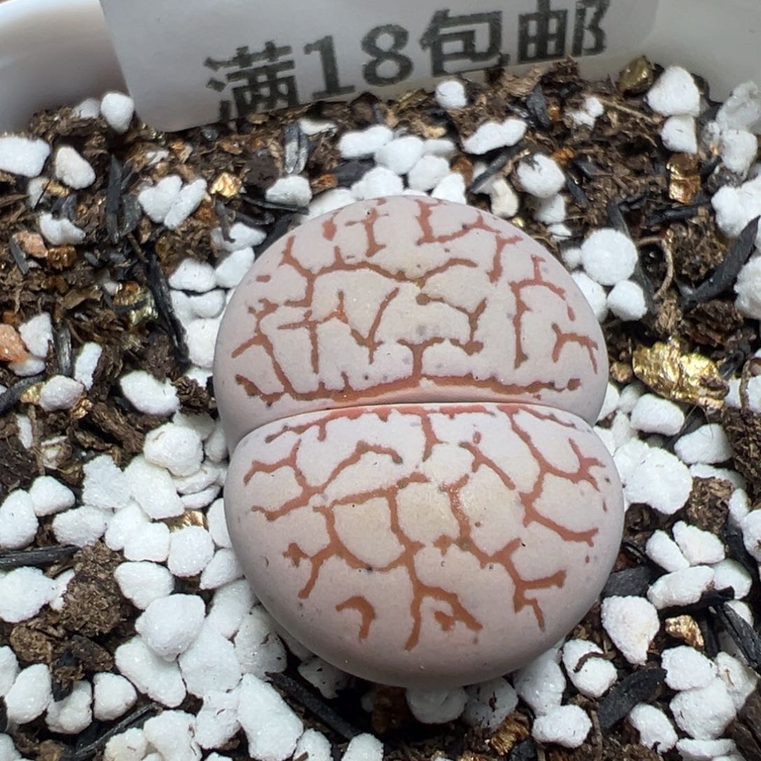 【闪购商品】 1155。     