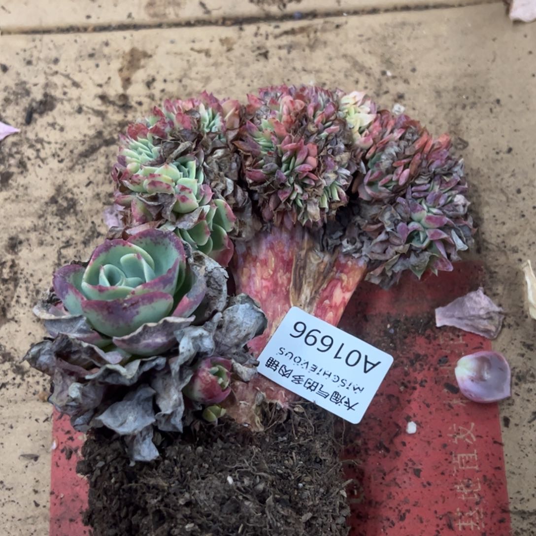 柠檬玫瑰缀一物一拍1696