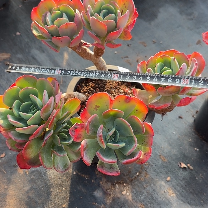 夕雾781 多肉植物一物一拍
