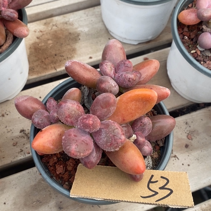 ****光无花朵随单一颗1253号