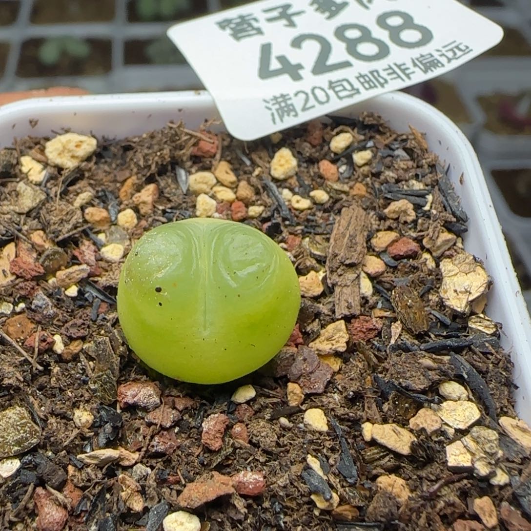 带盆土。             拉登1.4。       