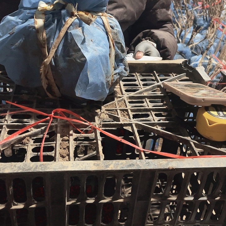 完全开放牡丹花开