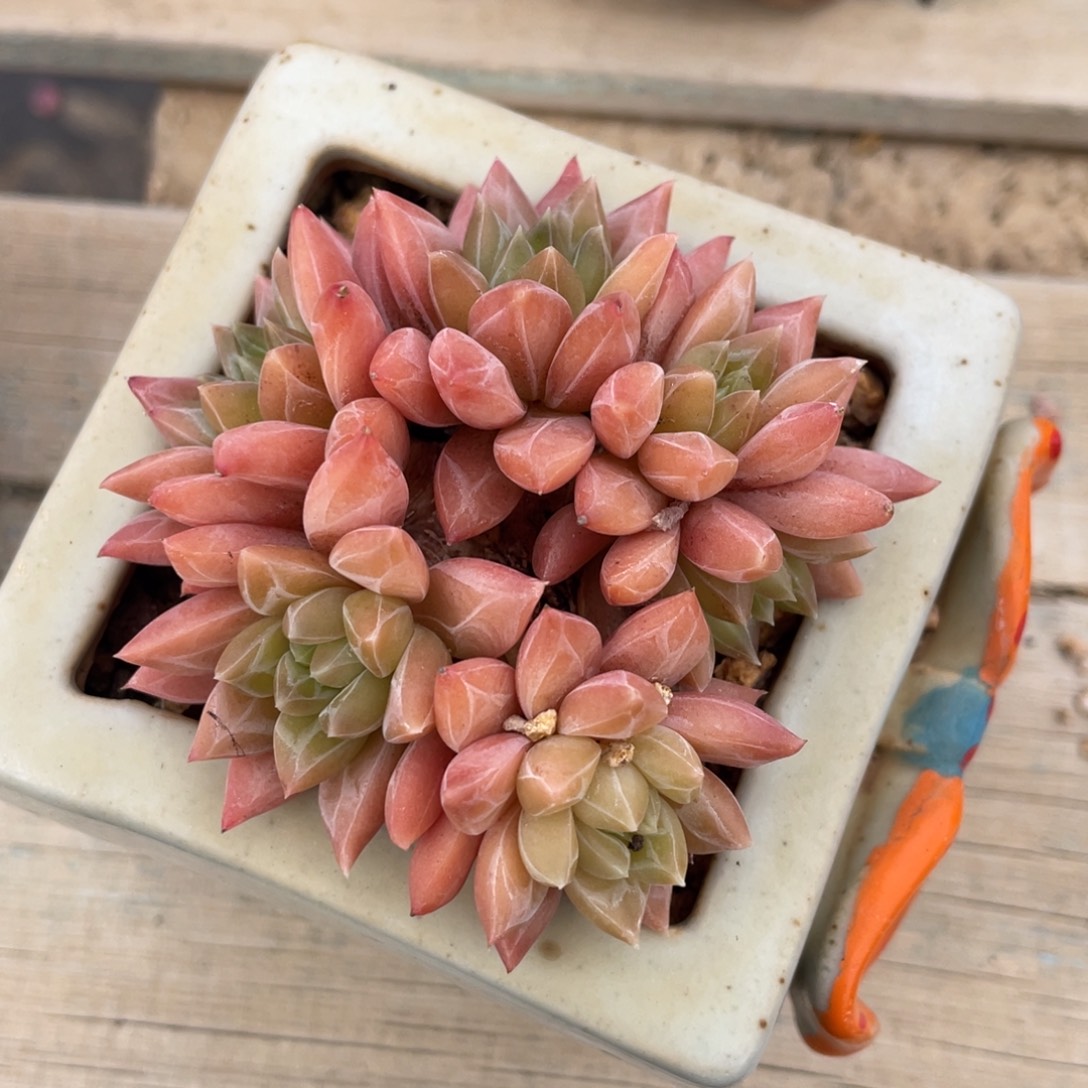 美人杂交朵朵缀带盆