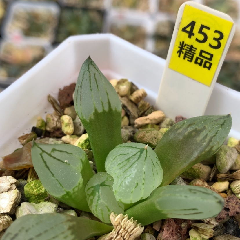 【闪购商品】453虞美人