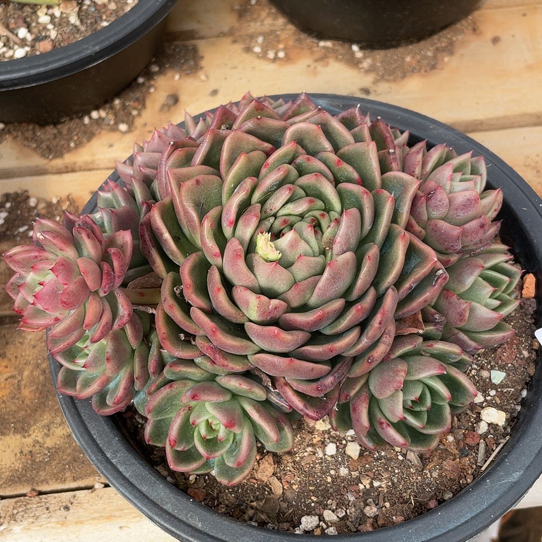 若如东云单拍A891