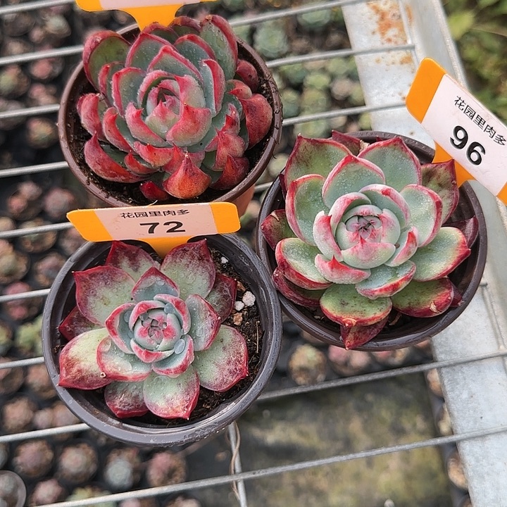 赵***美67，96、72 惊鸿仙子多肉植物6-9cm