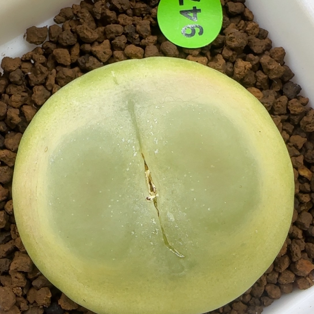 贴地飞拉登4.1多肉植物947