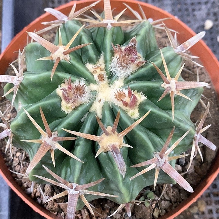 孤品实生短豪宽刺王凌波10.9cm刺宽0.7cm小小小微瑕