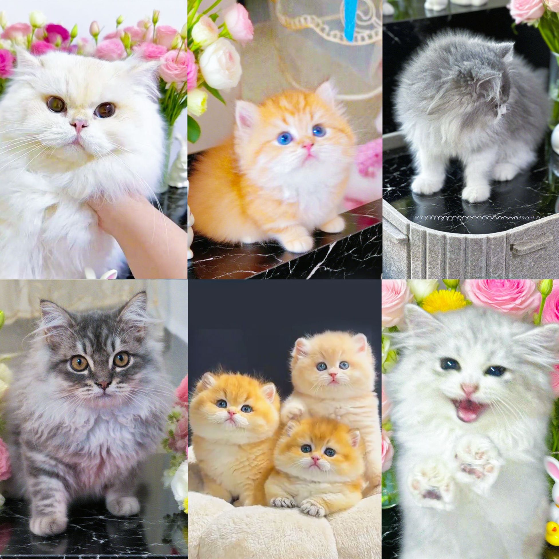 黑黑说猫宠物活体