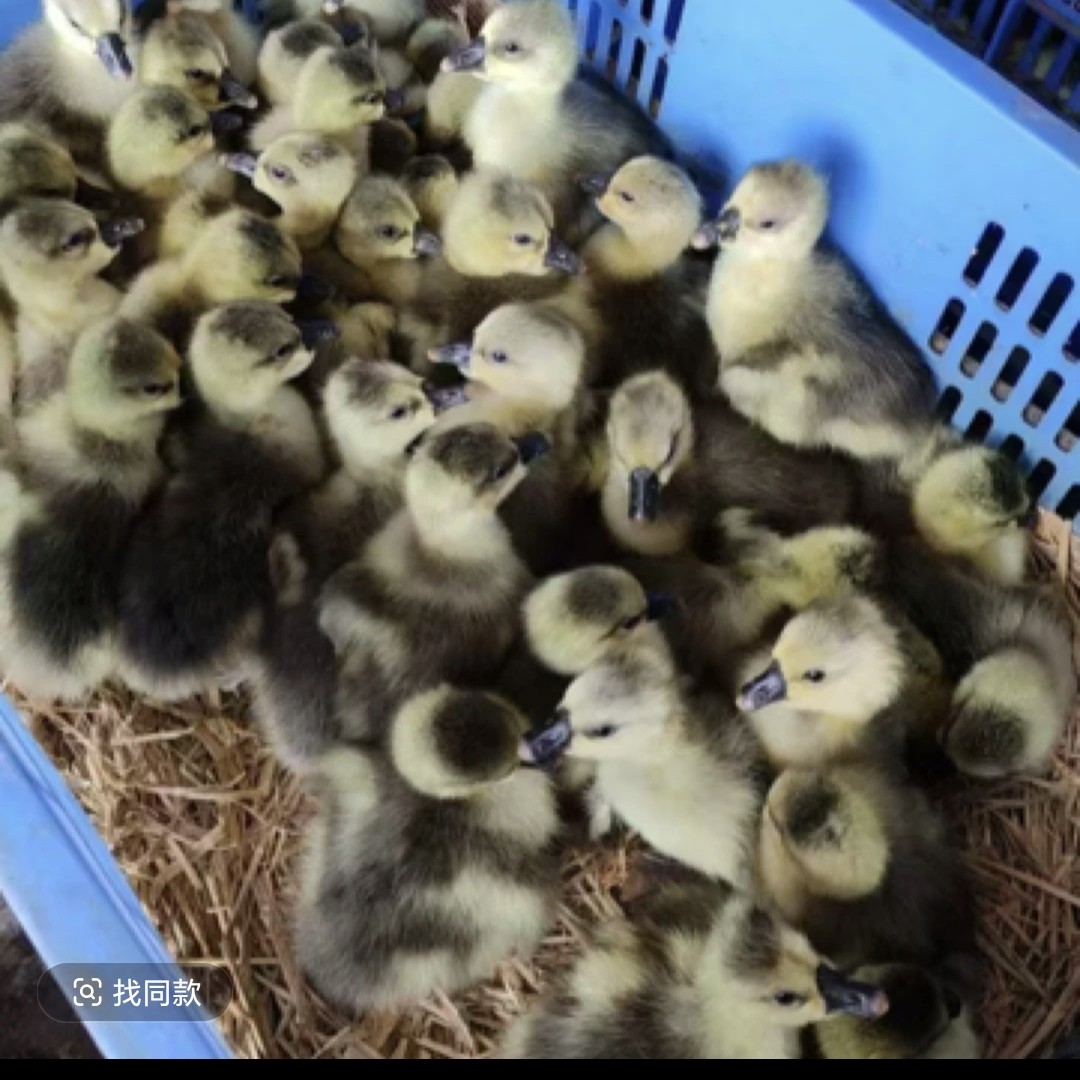 纯种灰鹅小鹅苗正品特大种灰鹅苗产蛋王四季灰色肉鹅苗包活到家