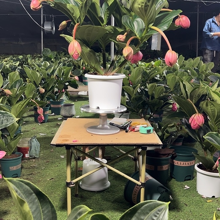 右***手少量花朵（建议范围：2朵-5朵 或40%以下）