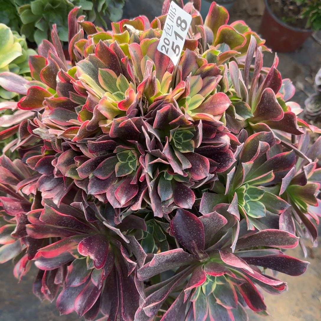 金丝518满20包邮断枝不包