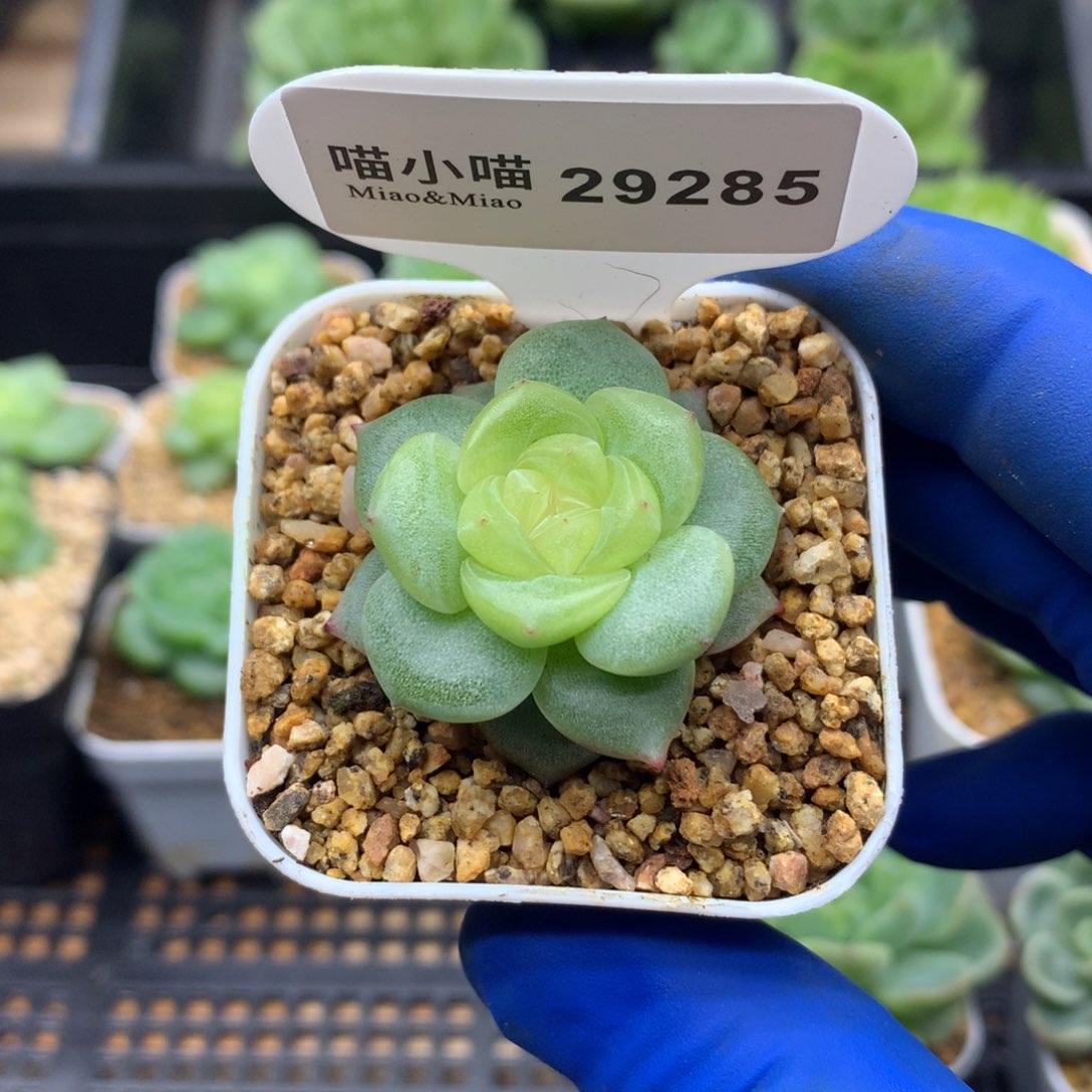 多肉植物杂交珍妮