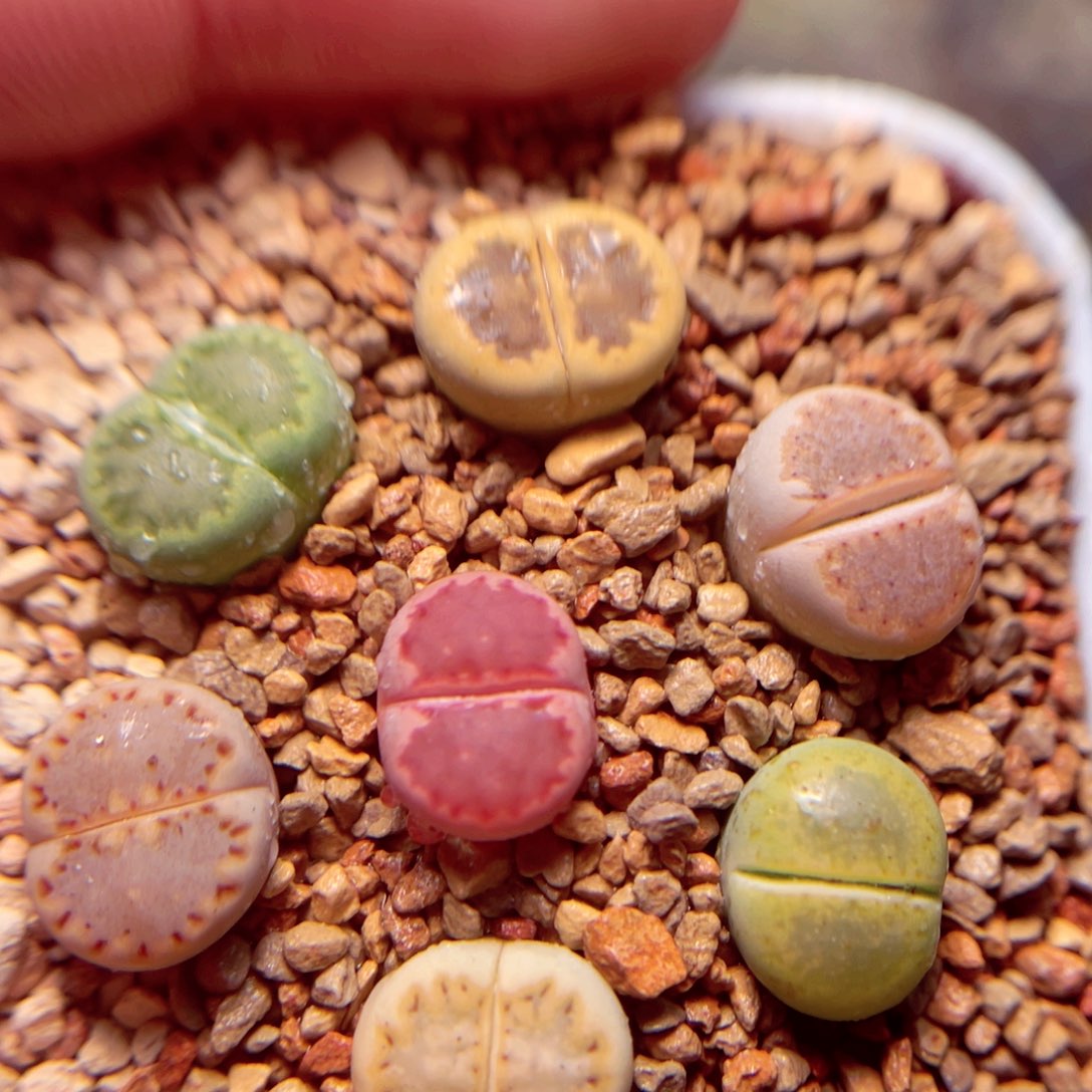 628号带盆盆包邮发货