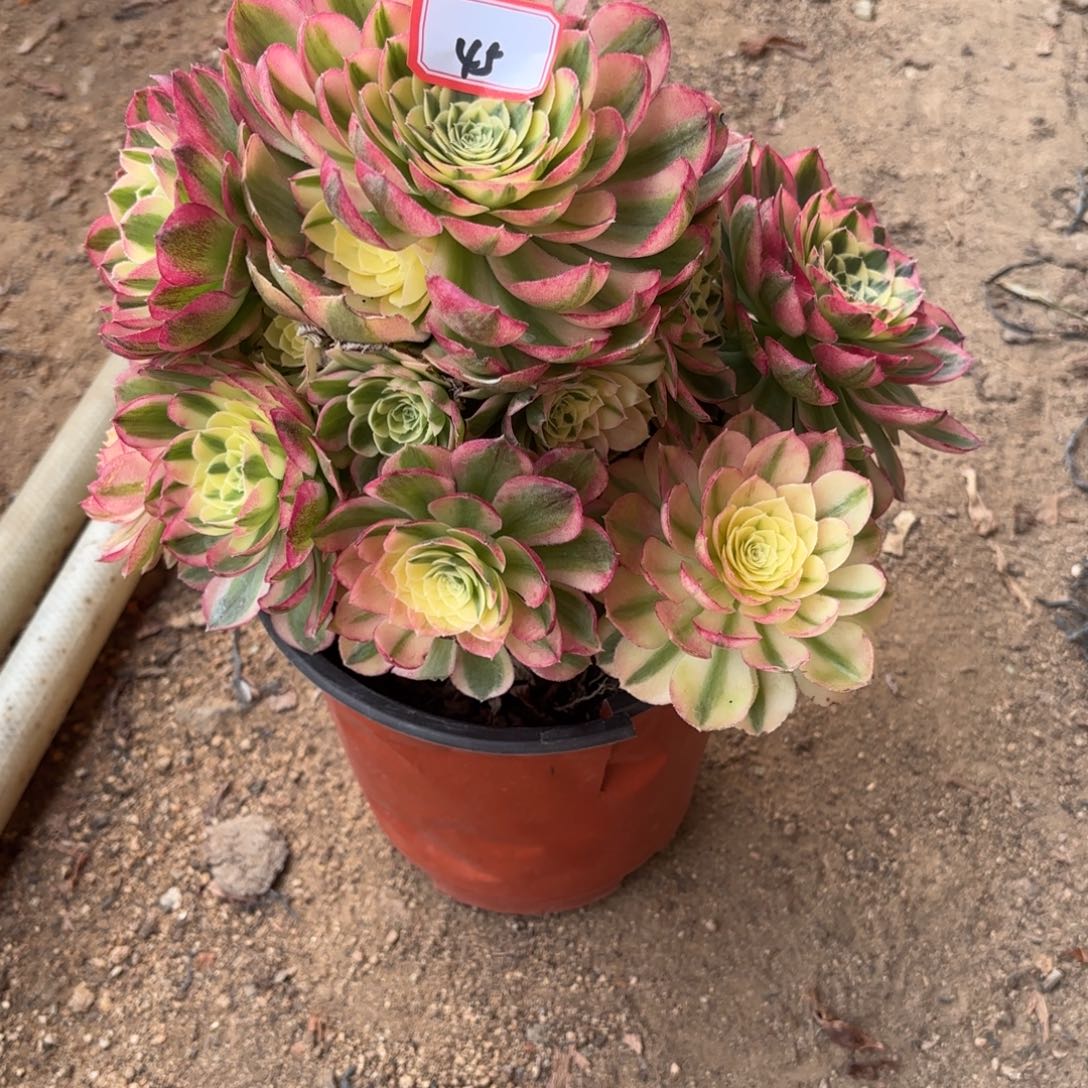 45玉滋多肉植物绿植