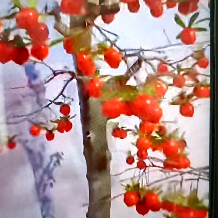 无花朵三笑法师扦插