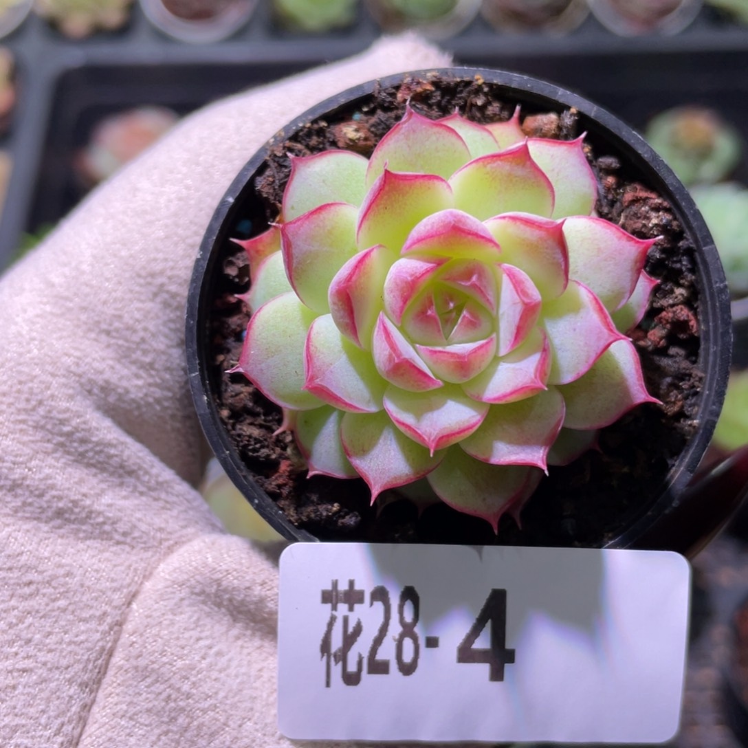 花利美28-4女王玫瑰