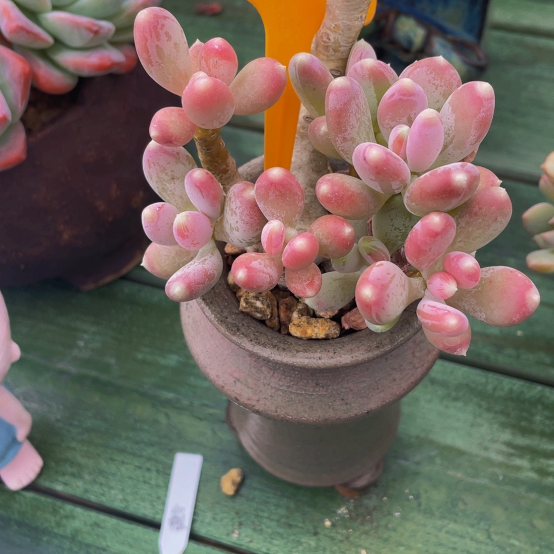 W****52510上午多肉植物