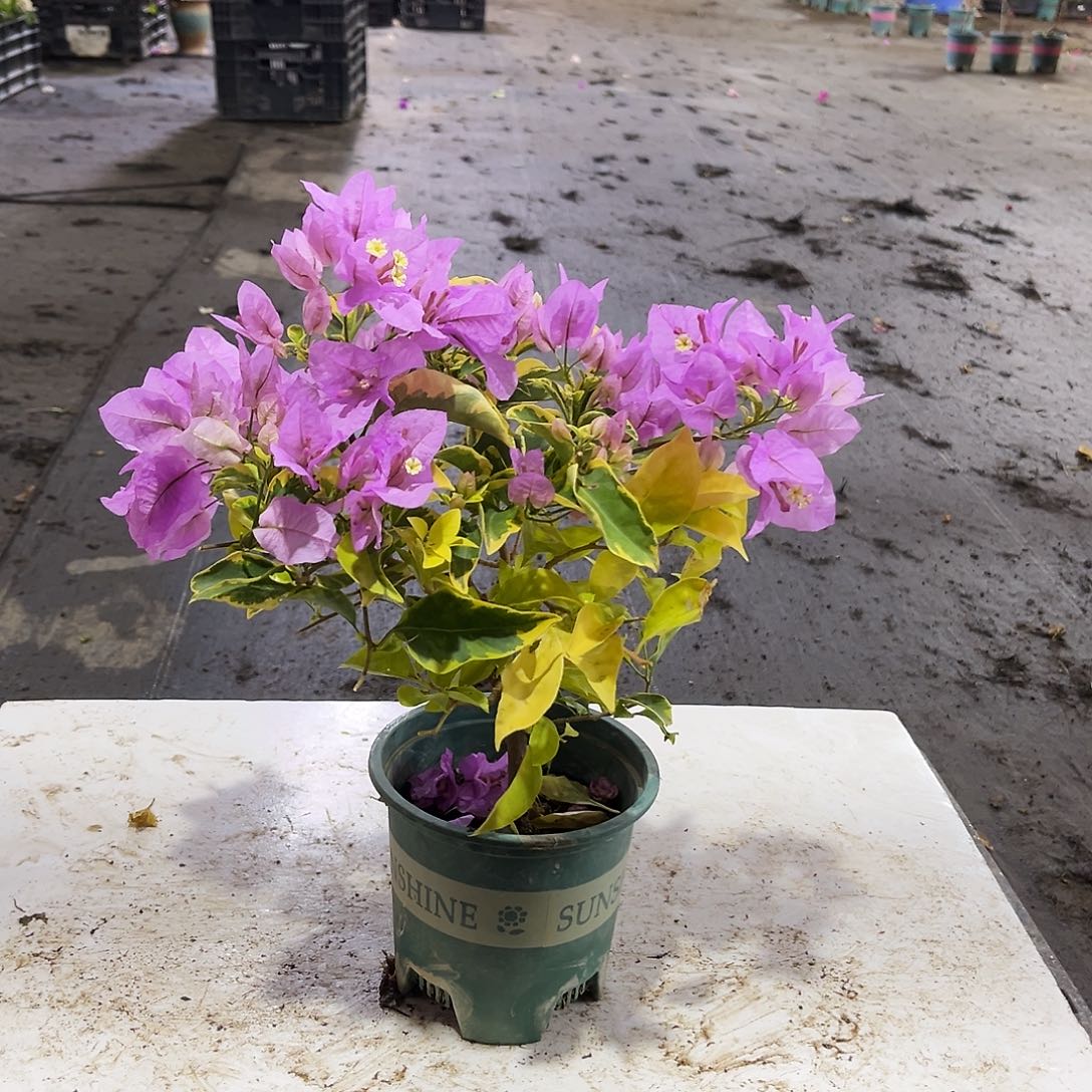 大部分花苞少量开放粉可爱掌中宝三颗