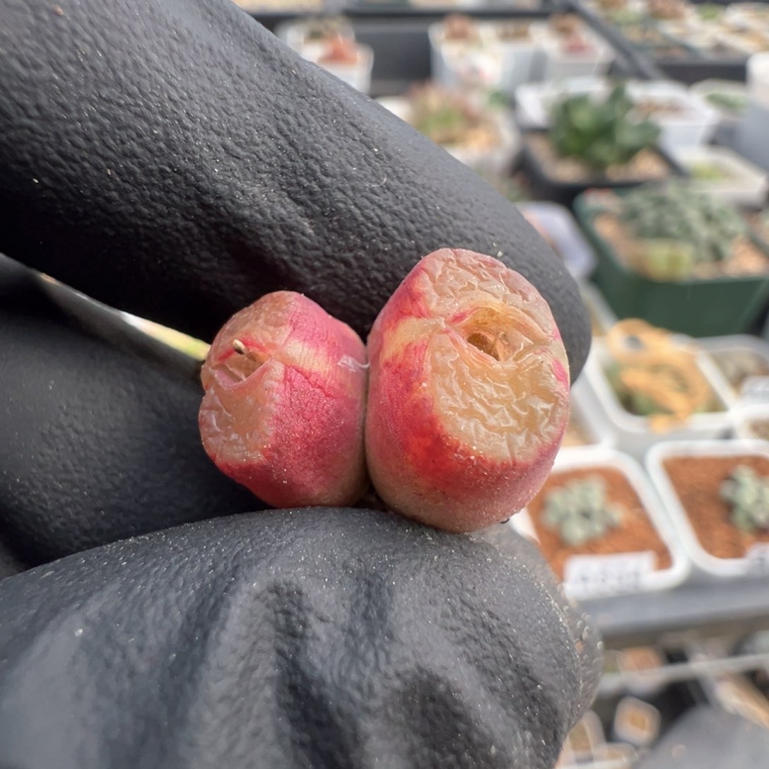 546号双头雪茄。            