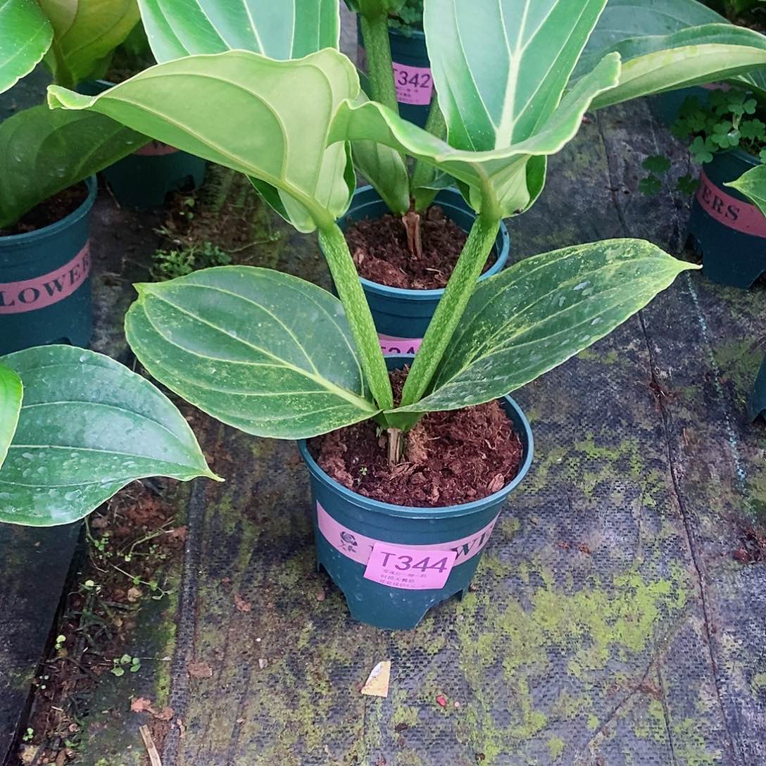 付****5木本花卉344