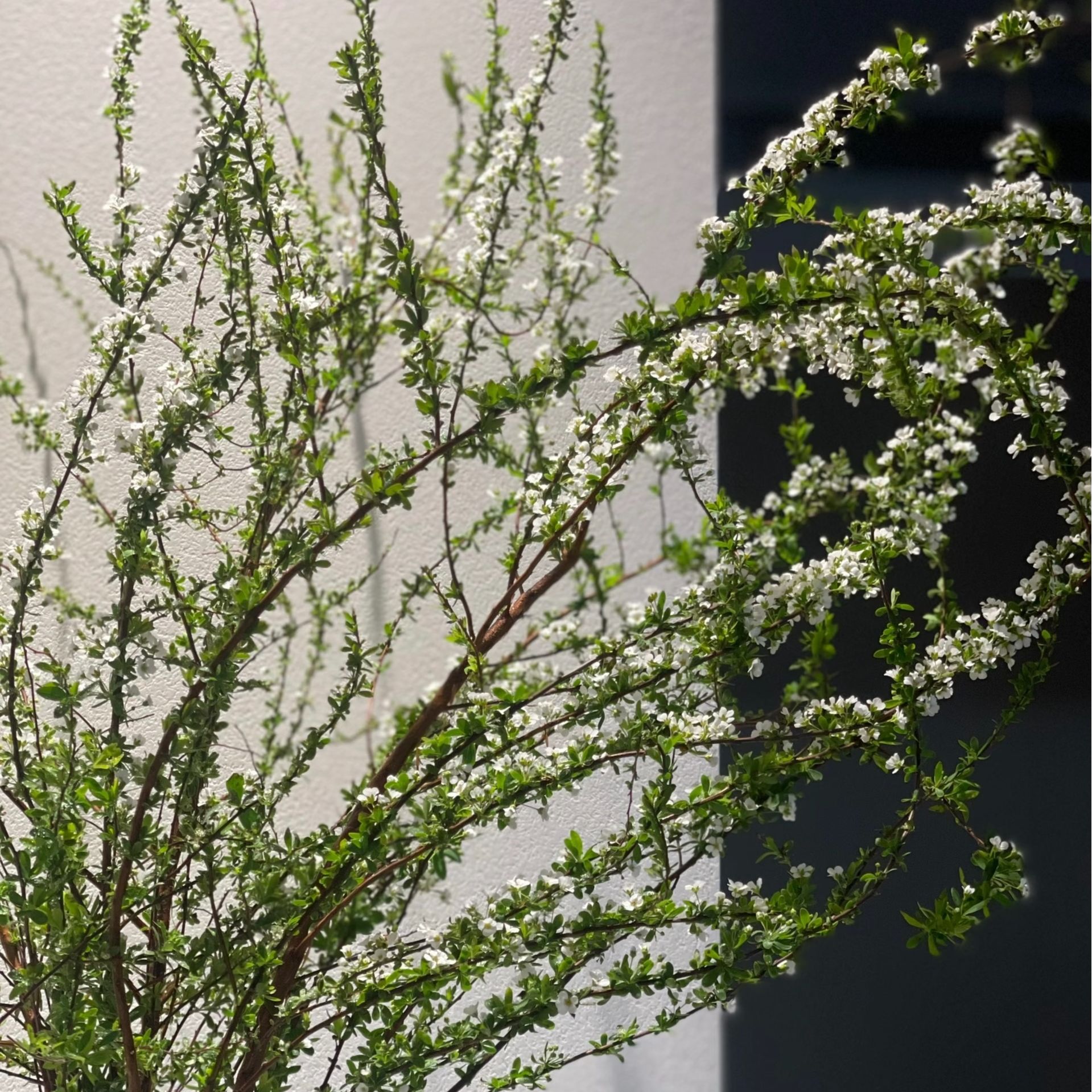 专属福利云南雪柳鲜支 带纸壳包装醒花 零下地区记得拍保温棉哦