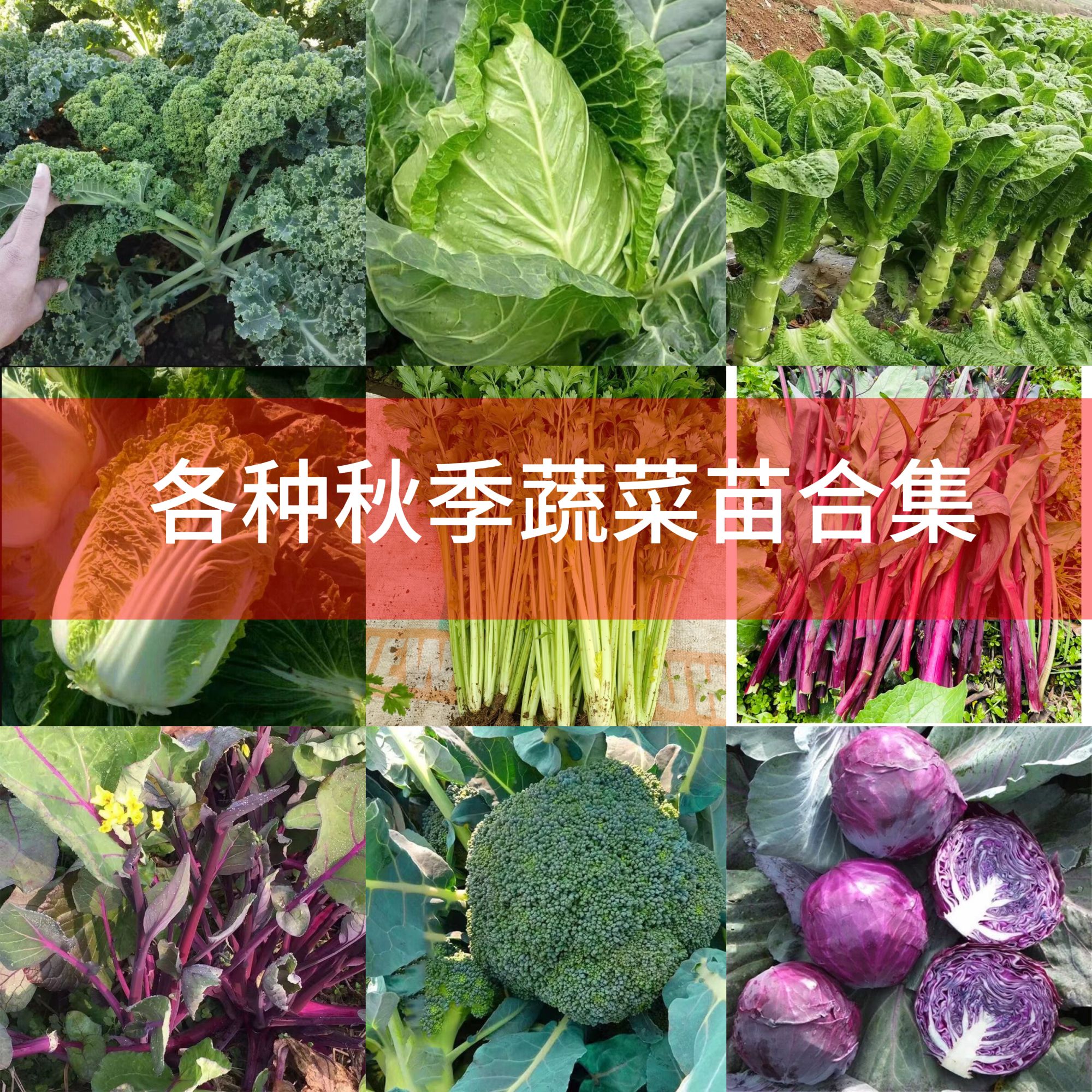【特价活动】各种秋冬蔬菜秧苗耐寒可盆栽阳台庭院带土发货