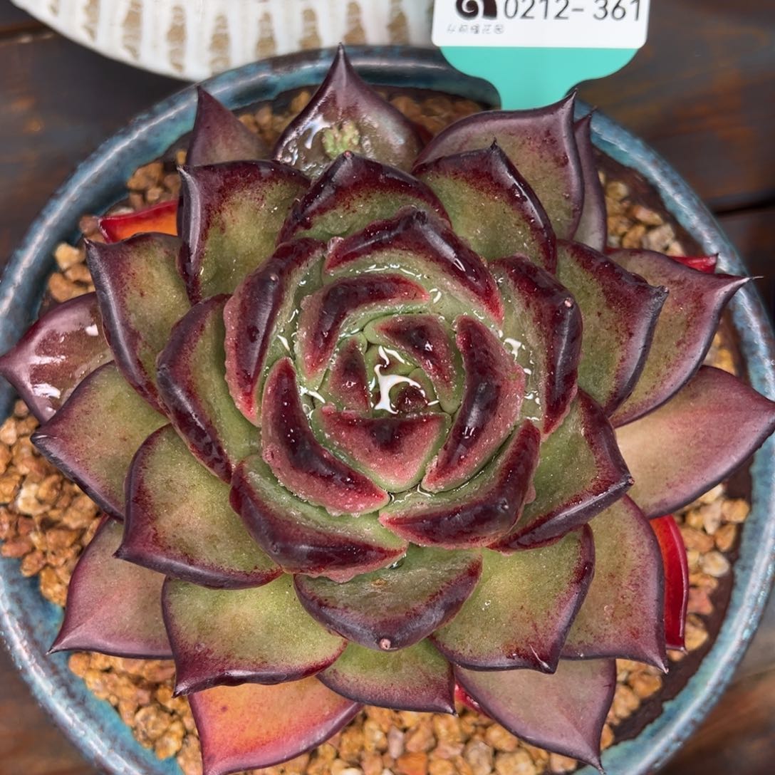 从前慢多肉精选编号0212.361