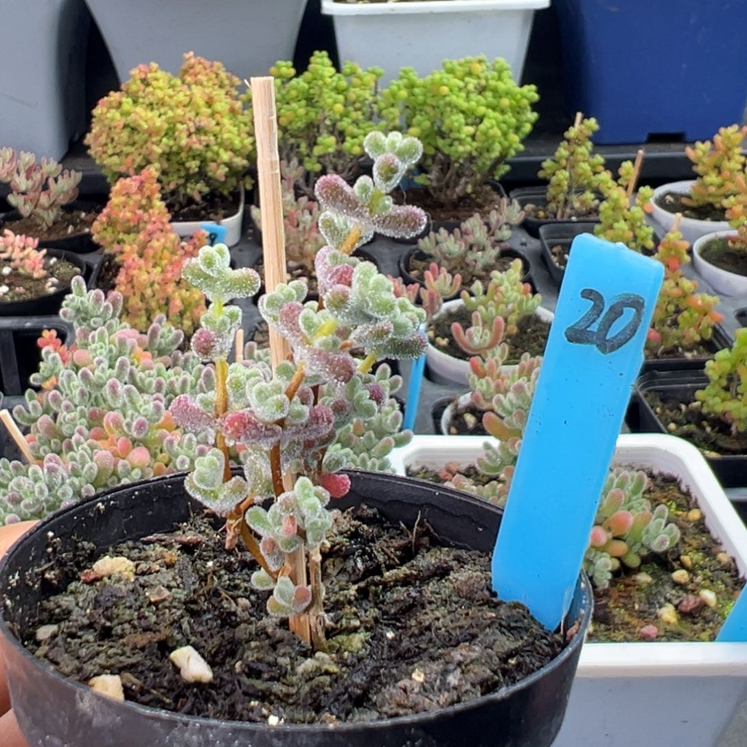 超级莱斯20号6厘米盆