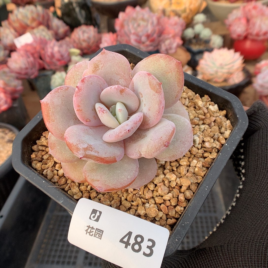 483奶茶多肉植物6666