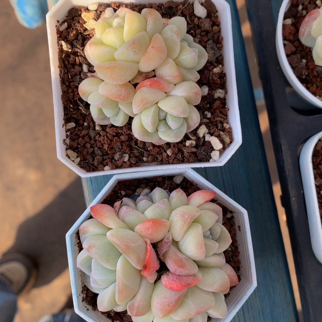 精品冰玉群一物一拍