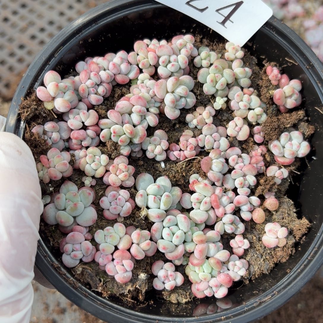多肉植物多肉植物624