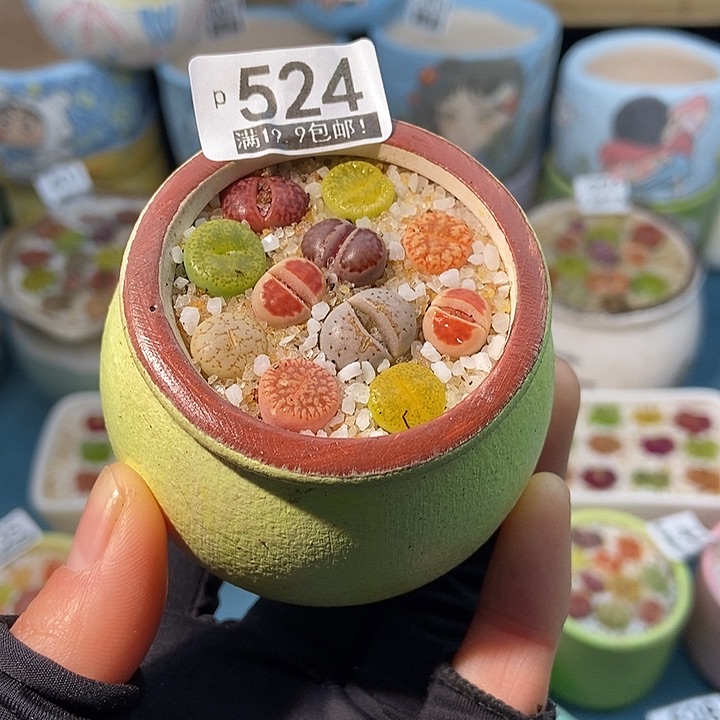 大舅生石花肉锥多肉524