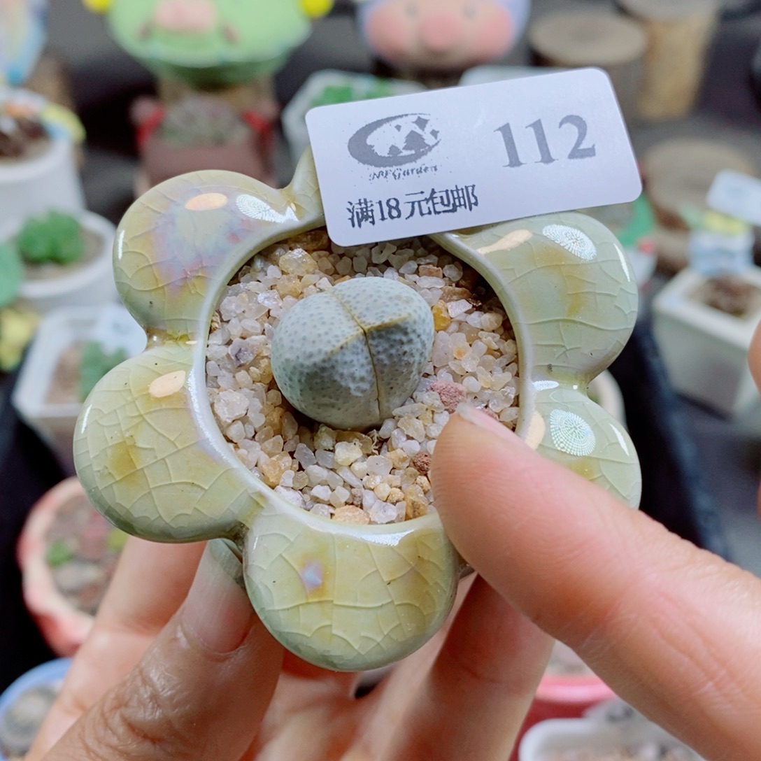 生石花花哈哈哈哈花花112