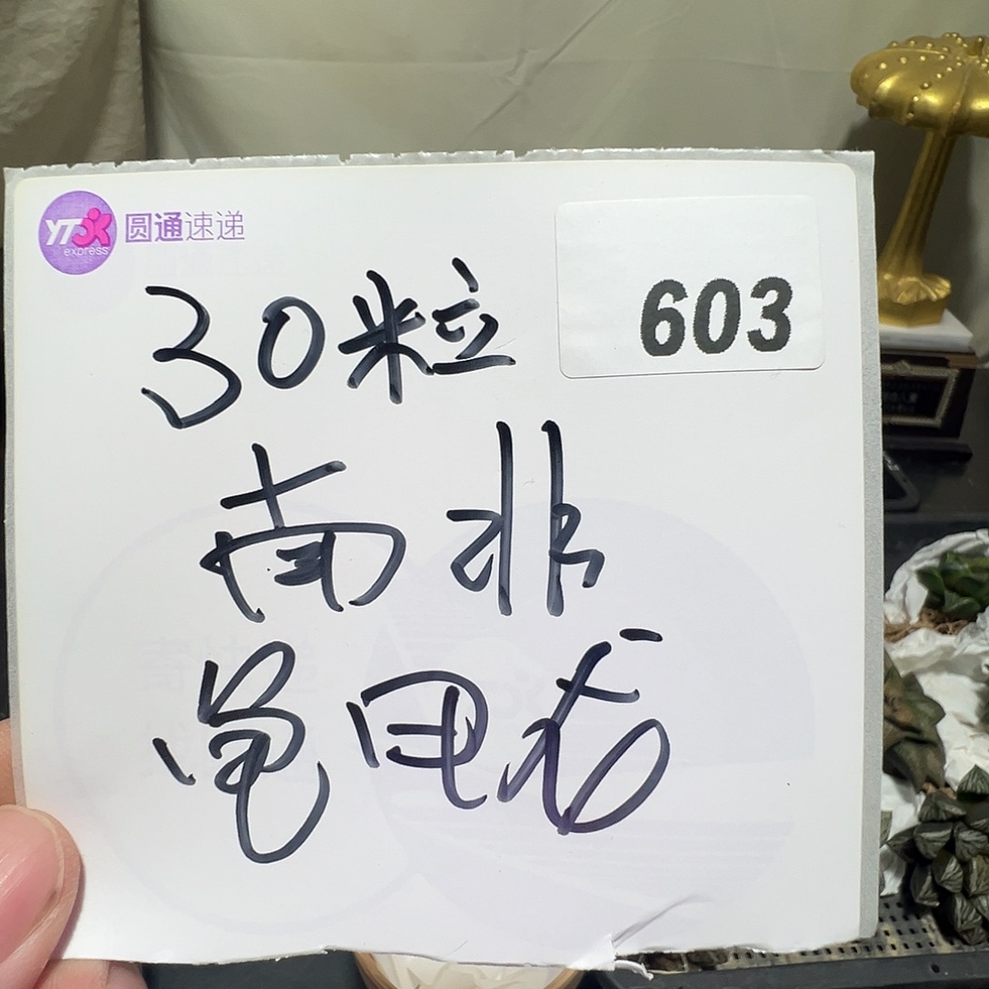 多肉植物专拍植物不退换 一物一拍 603