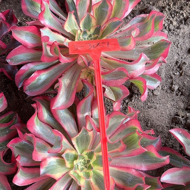 3-3051魅影多肉法师