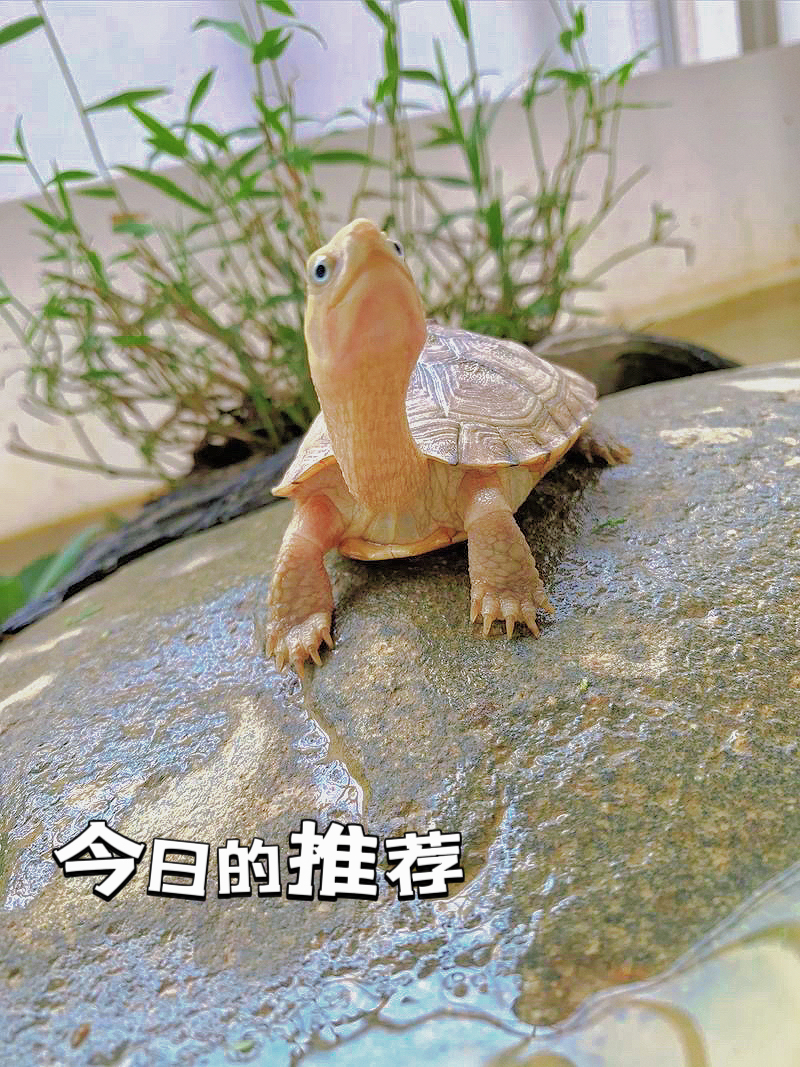 直播间观赏用小青中华草龟东锦西锦地图黄耳麝香剃刀龟