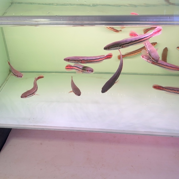 海水鱼铅笔鱼15-17厘米