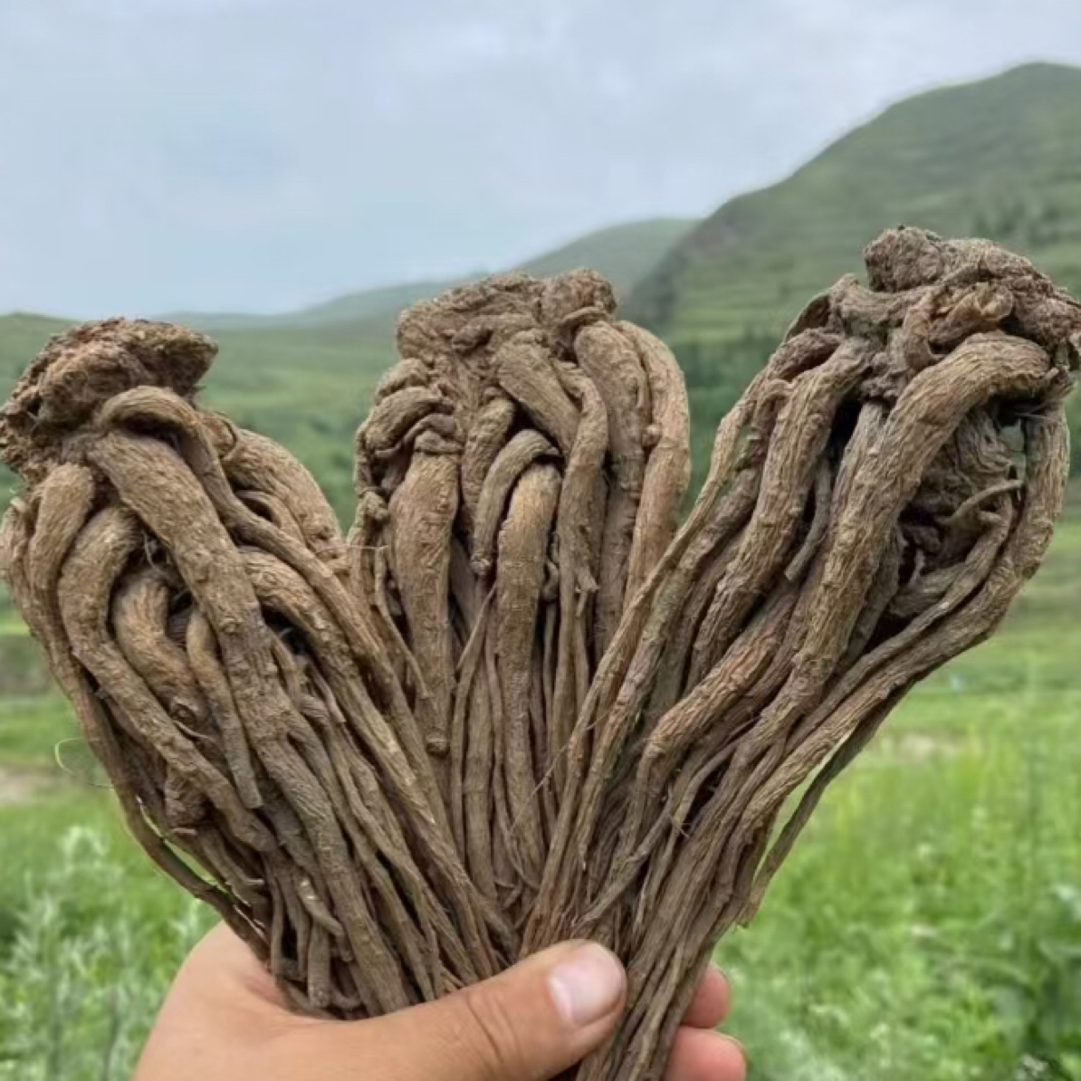 （半干当归）甘肃岷县当归整根无硫鲜货可煲汤炖肉食补养生