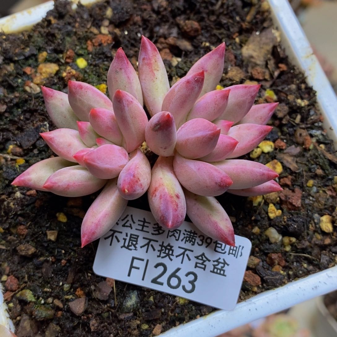 263金鱼姬多肉4c m