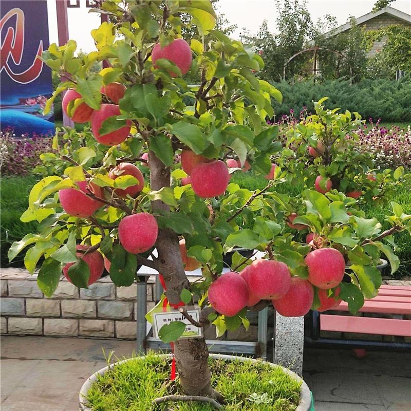 【2颗】【苹果苗】树苗南北方种植盆栽阳台果树苗桩当年结果