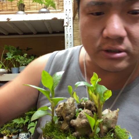 红陶一物一拍所见即所得342