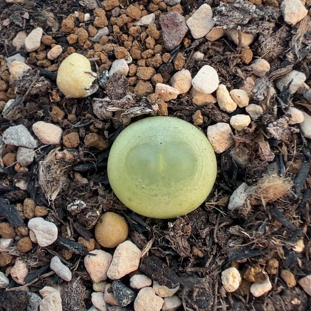 150拉登带盆土发货