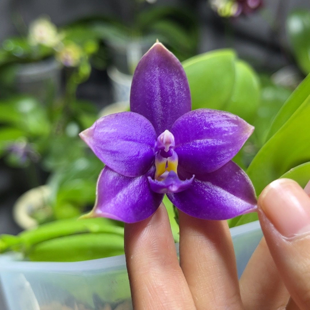 完全开放4寸天使路德狗开花株