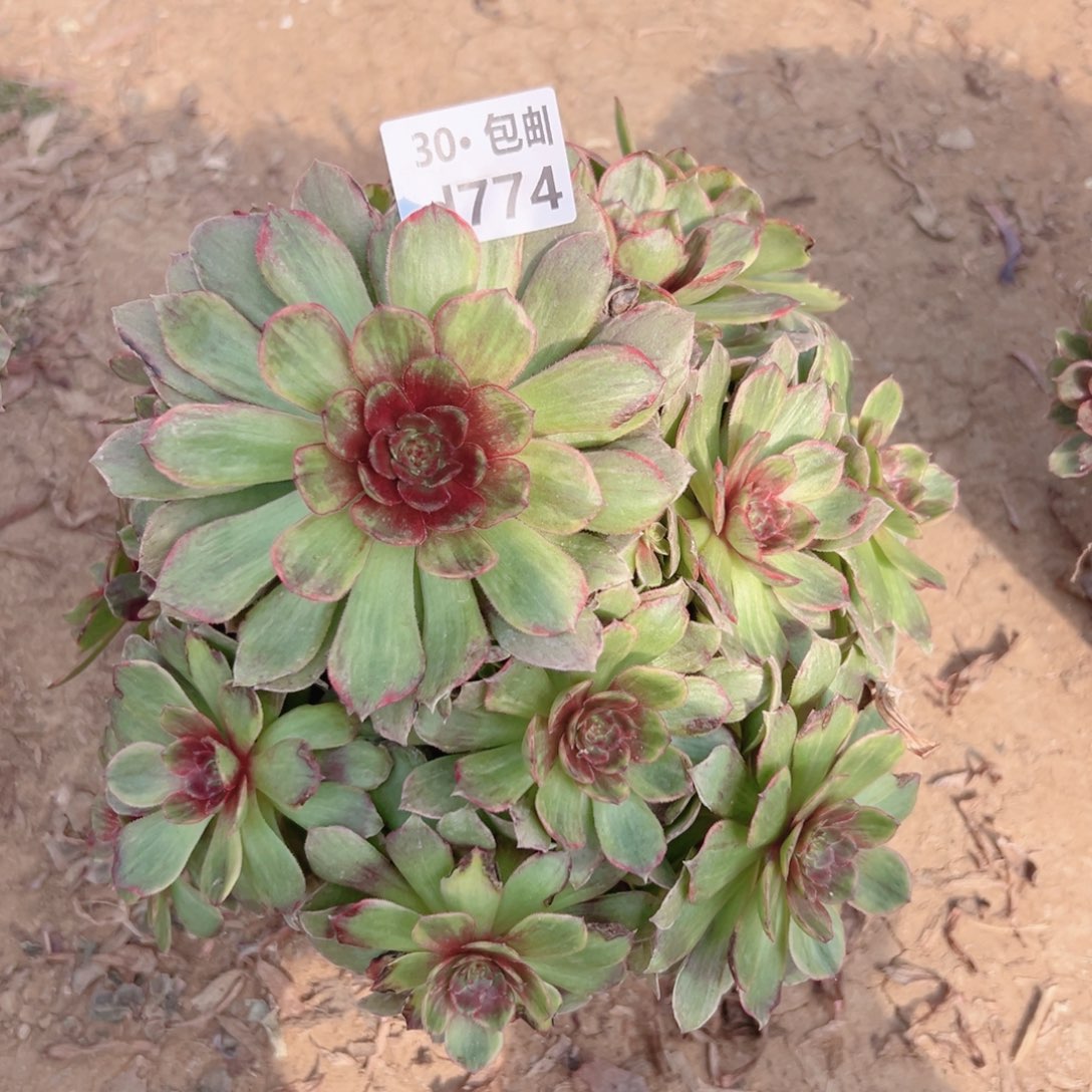 774红霞多肉法师