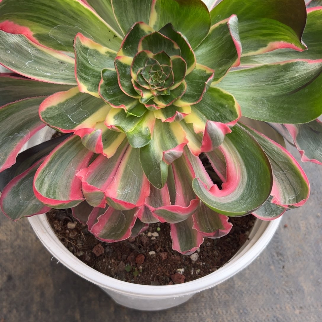 奶**猫23恶魔之眼多肉多肉多肉多肉